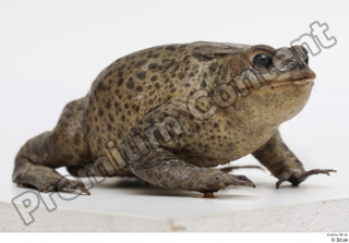 Toad  2 Bufo bufo whole body 0007.jpg